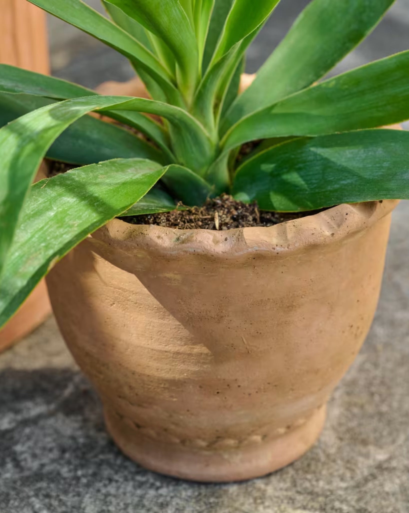 Terracotta Garden Scalloped Edge Pot