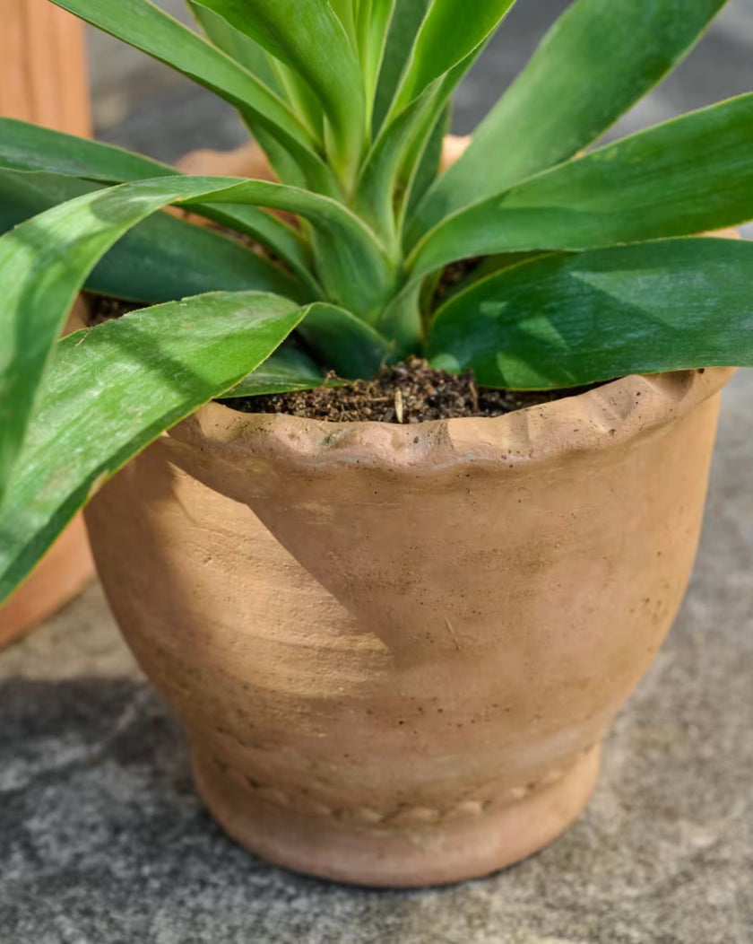 Terracotta Garden Scalloped Edge Pot