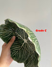 [Imperfect] Green Cabbage Serving Bowl