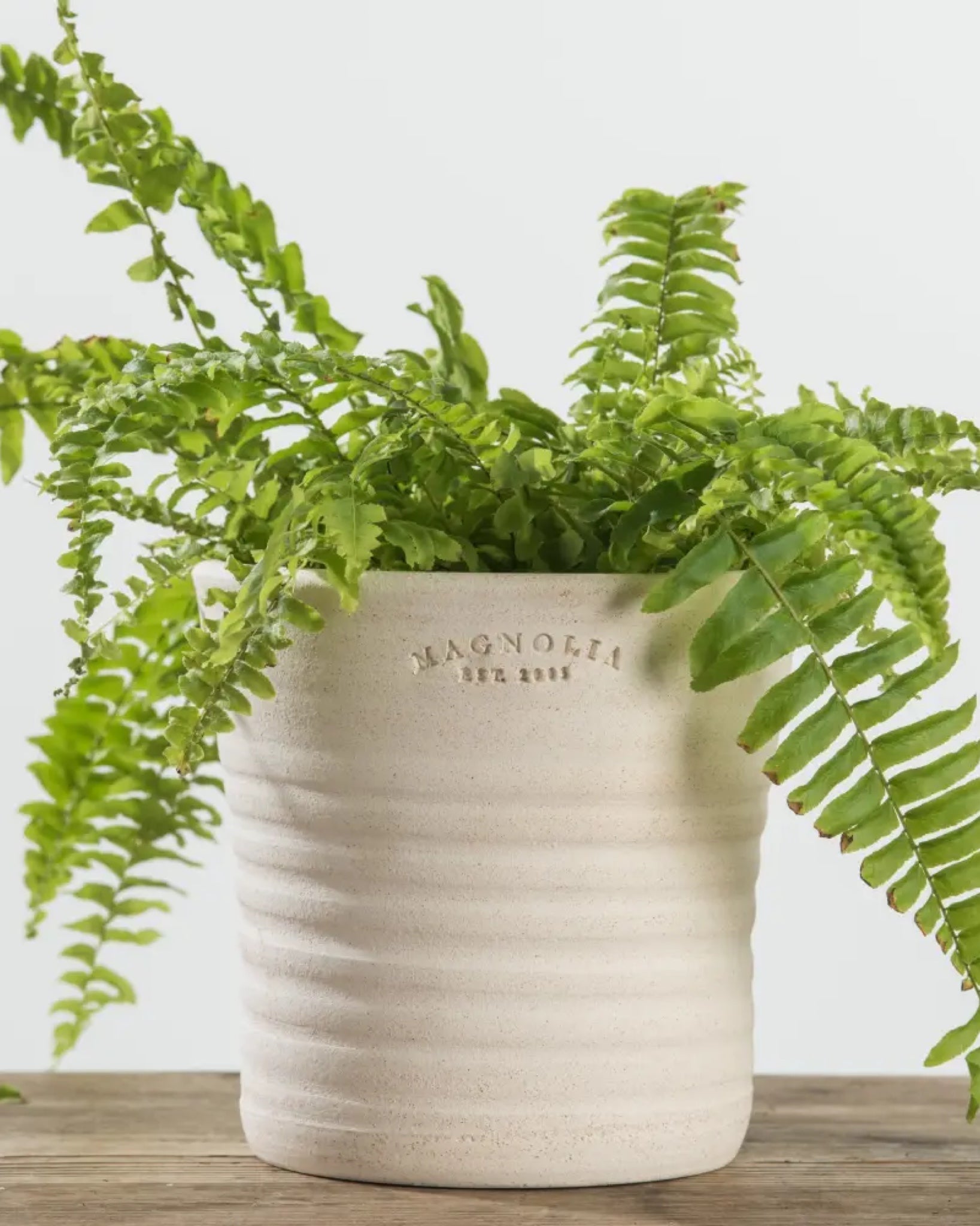 Established Flower Pot