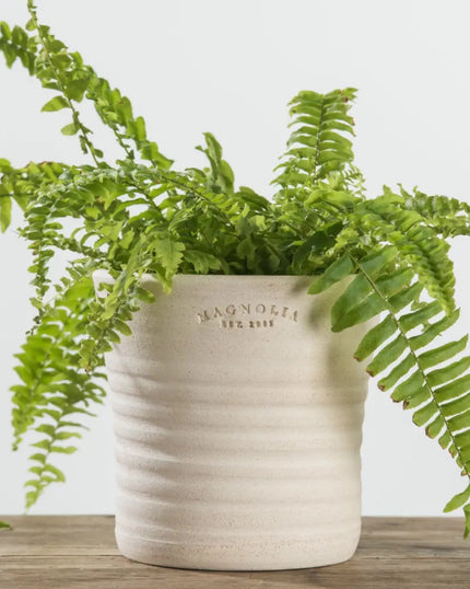 Established Flower Pot