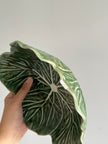 [Imperfect] Green Cabbage Serving Bowl