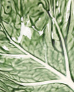 Cabbage Serving Concave leaf 27cm